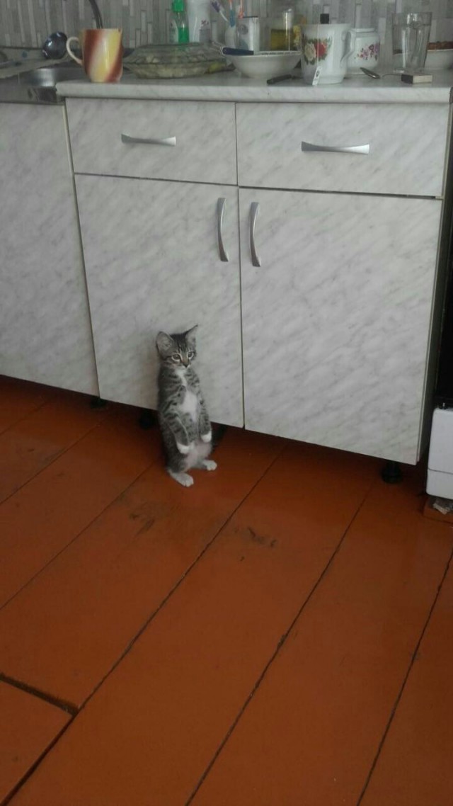 Коты и Кошки