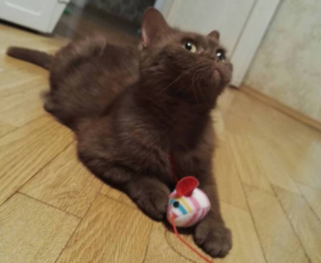 Кошка, которая разучилась доверять людям