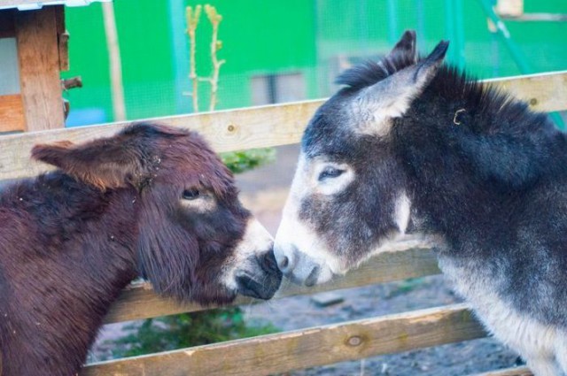 Спасение осликов, ставших ненужными Московскому зоопарку