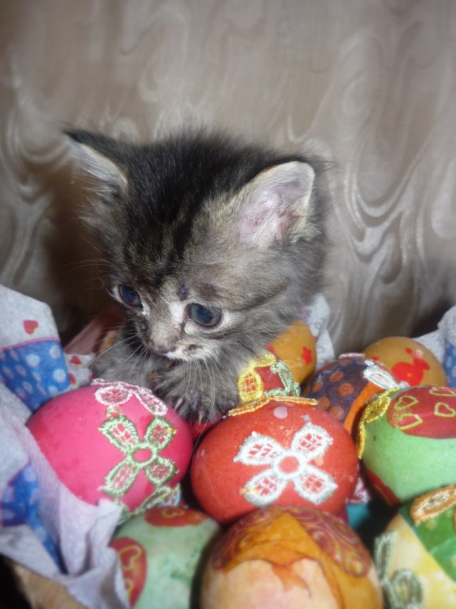 Котовторник на вторник, Котовторник