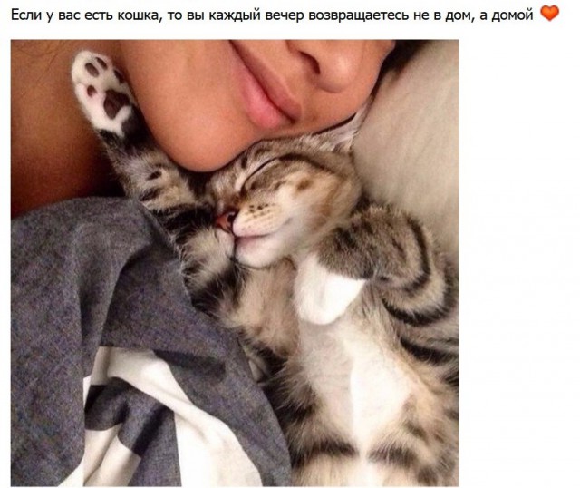 Фотобомбы котов