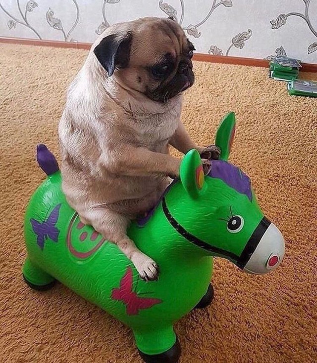 Живность из сети
