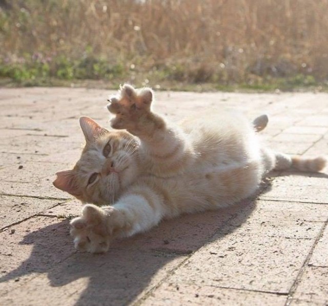 Котовторник 26.06.2018