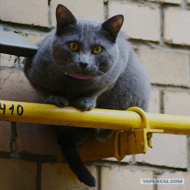 Уррааа! Котовторник на ЯПлакалъ!