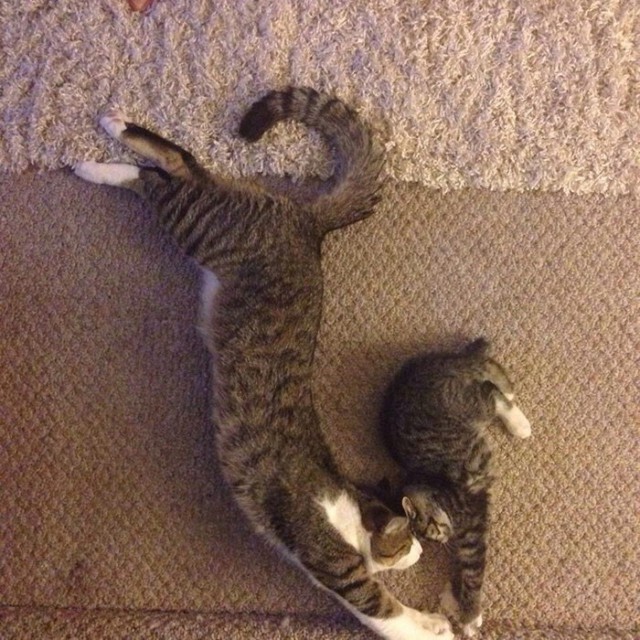 Прикольных котов пост