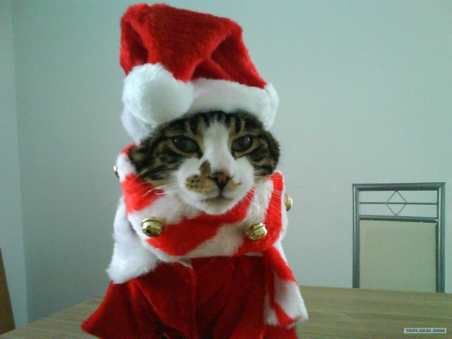 Котовторник 4.01.2011 - первый котовторник года
