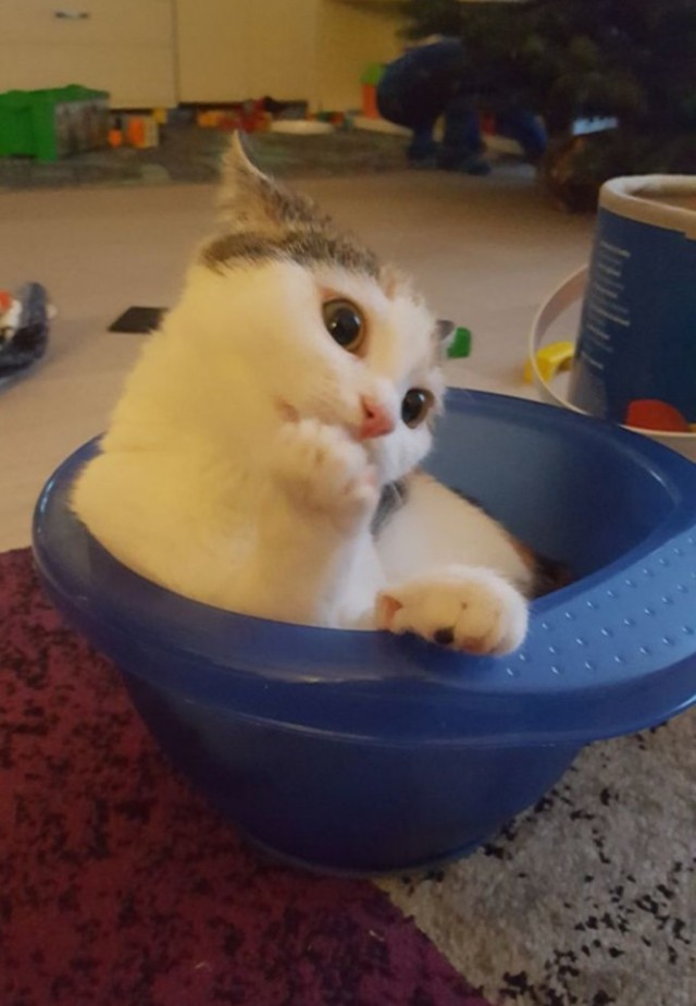 Прикольных котов пост