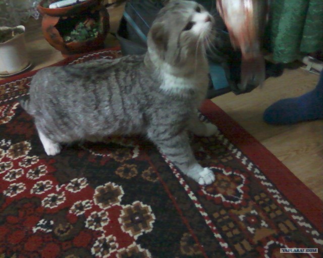 Котовторник (24. 01. 2012 )
