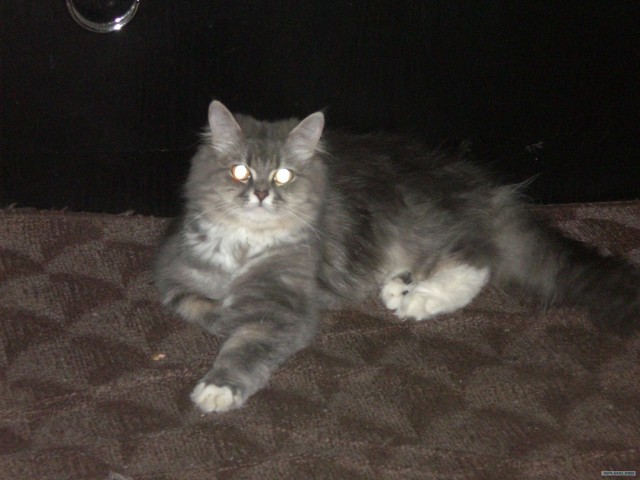 КОТОВТОРНИК (6.03.2012)