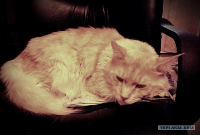 Котовторник 1 мая 2012