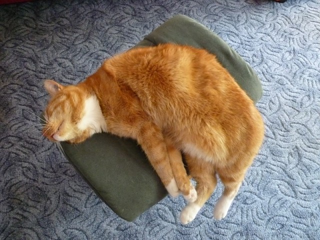 Котовторник (15.05.2012)