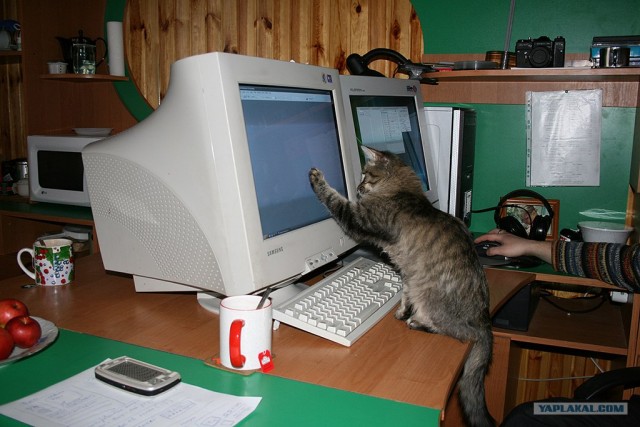 Котовторник 22.05.2012