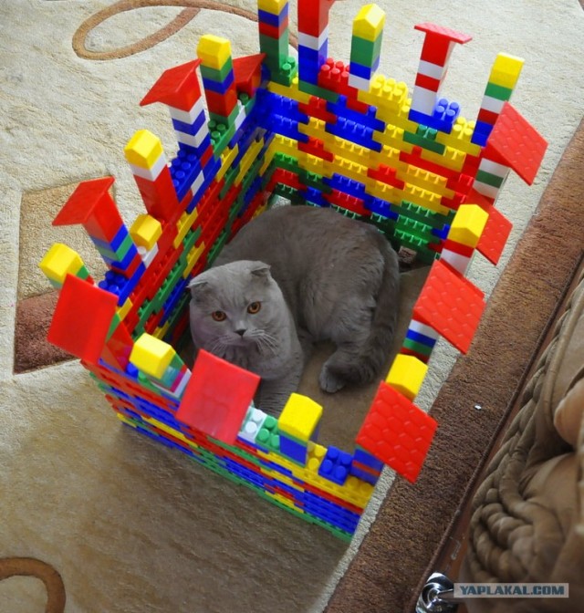 Котовторник   5.06.2012