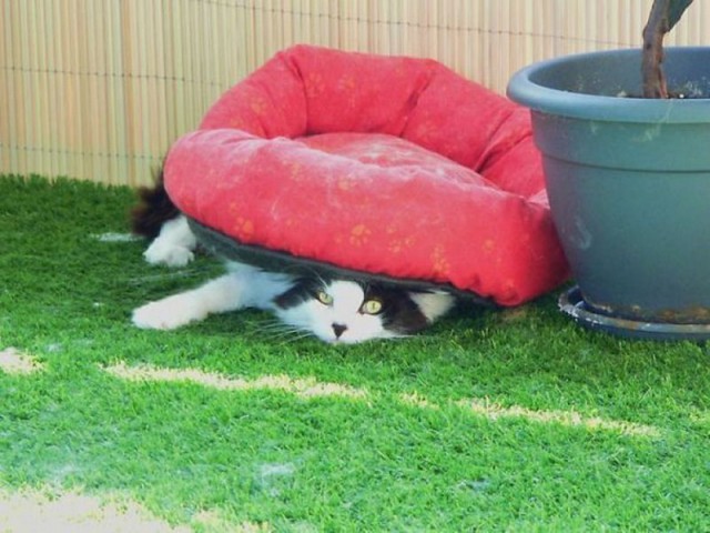 Прикольных котов пост