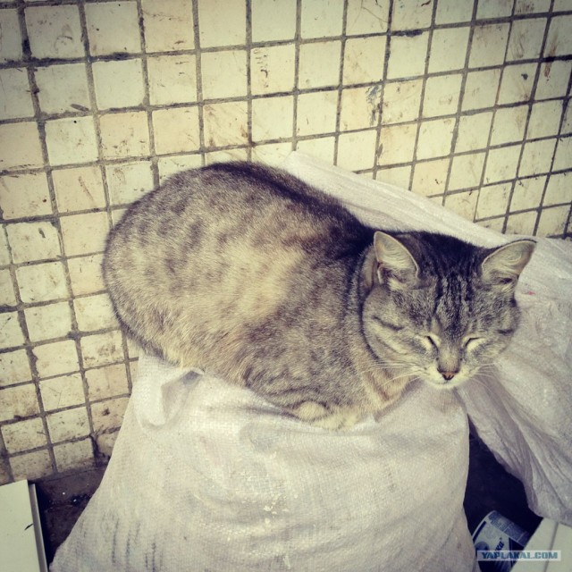 Котовторник  4.09.12