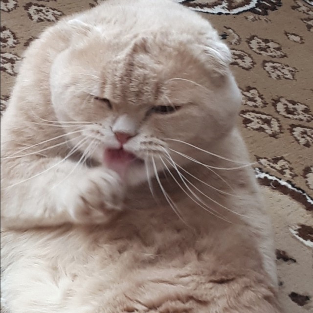 Забавные фото котеек