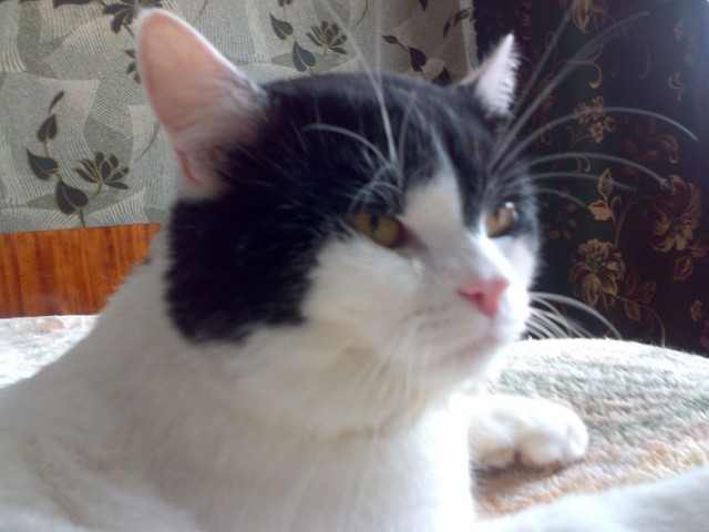 16 лучших котов сезона