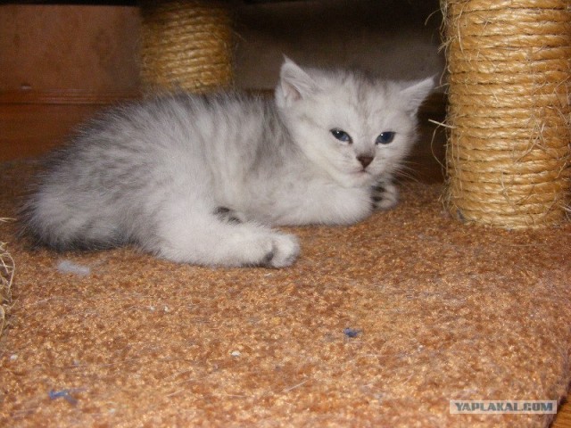 Котовторник 19.02.2013