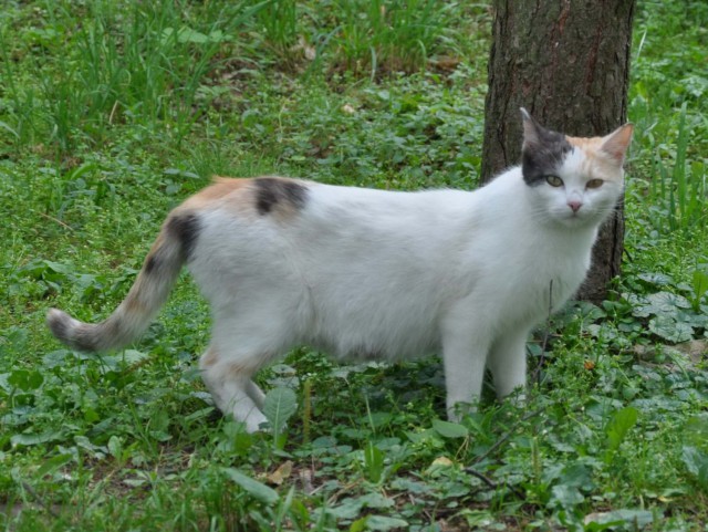 Котовторник 18.06.2019