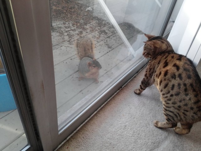 Котовторник однако