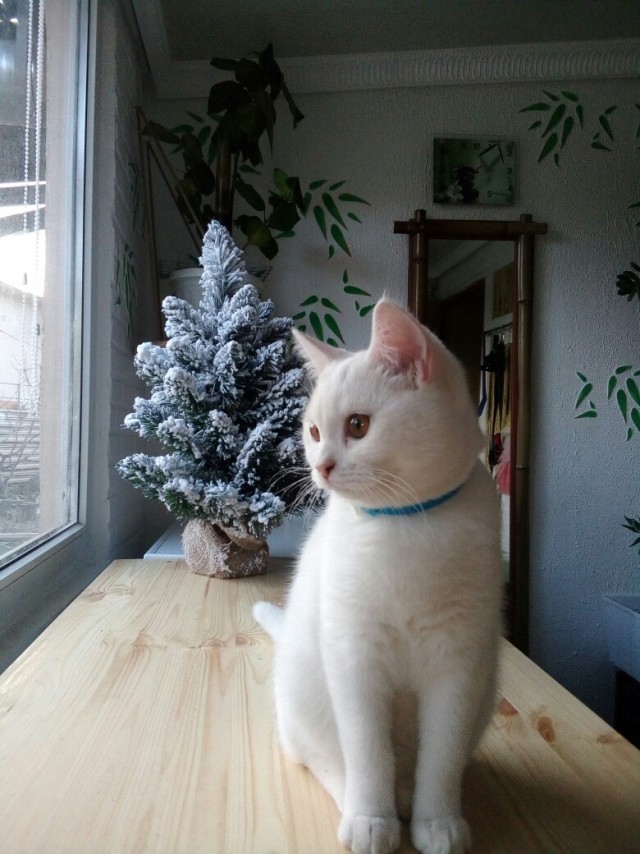Забавные картинки с котами из сети
