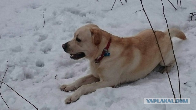 Собакочетверг. Нам сегодня 7 лет!