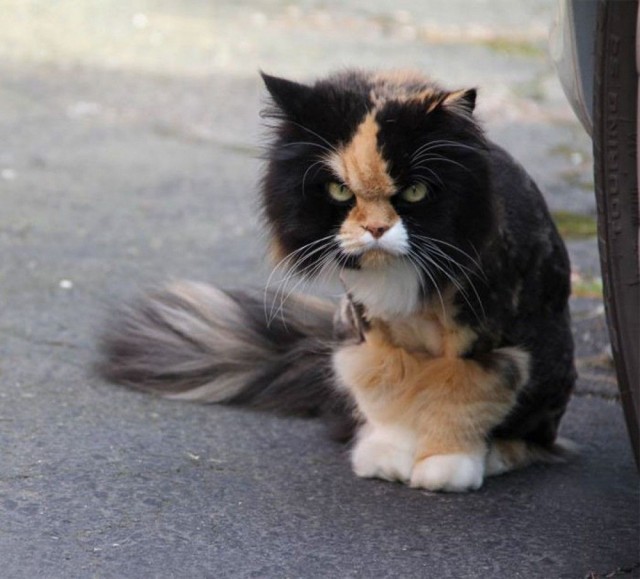 Коты из сети