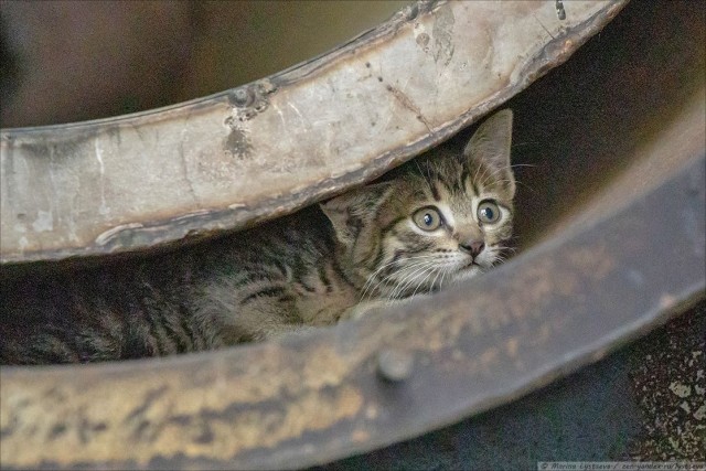 Котэ авиационные три штуки! Самовывоз из Орешково