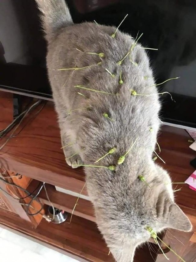 Эти забавные животные