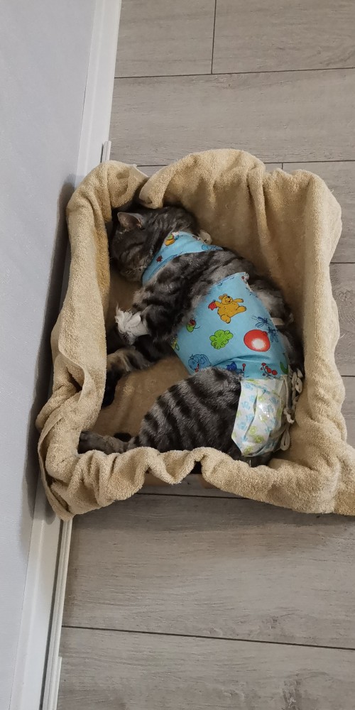Котовторник. Знакомьтесь, Мася