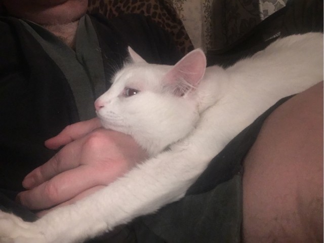 Котовторнику быть!