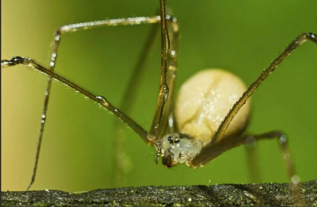 Что держала в руках Венера Милосская?