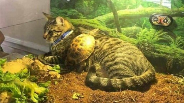 Кошки часто любят отдыхать там, где их, в принципе, не должно быть