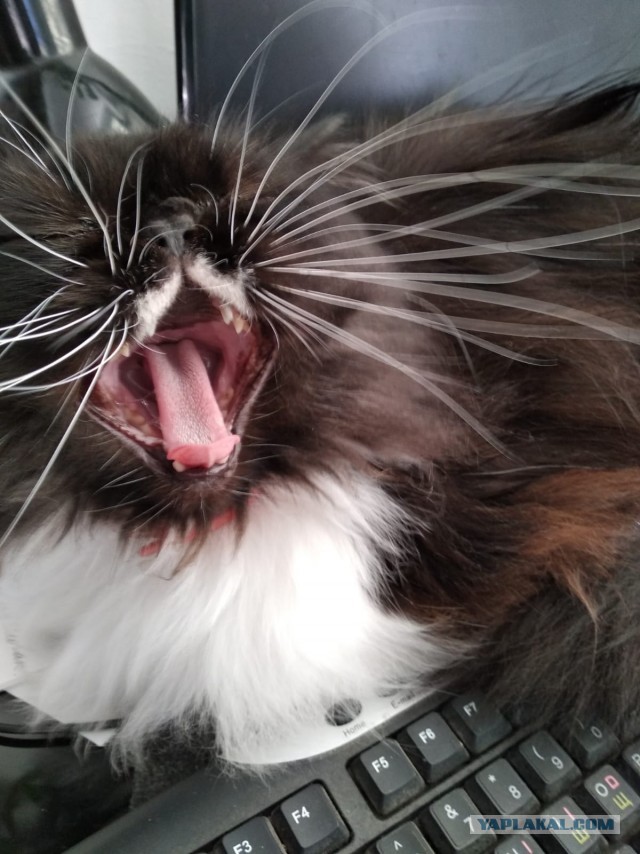 Котовторник!