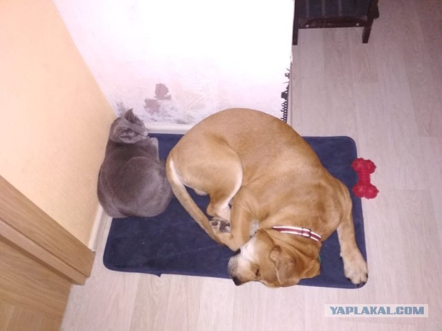 Собакены