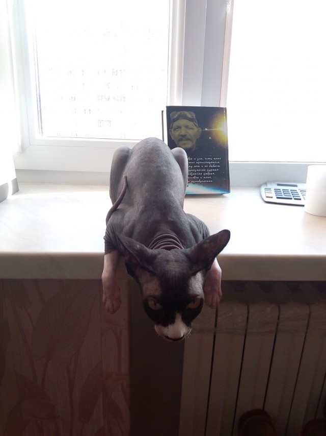 Не помрешь ты своей смертью, Барсик...