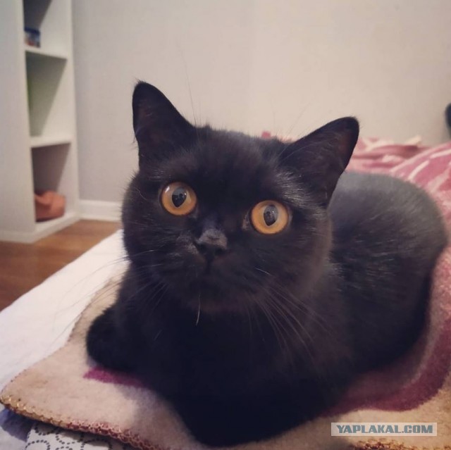 Котовторнику посвящается