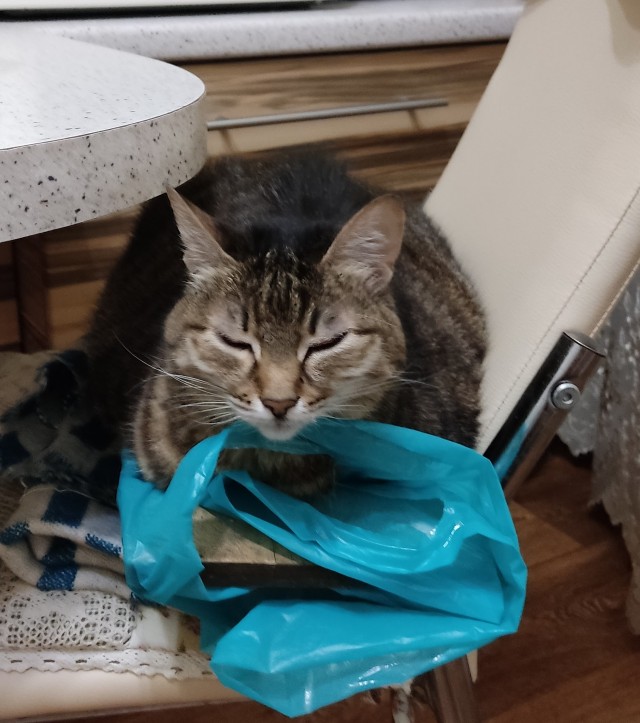 А ваши котейки че счас делают?