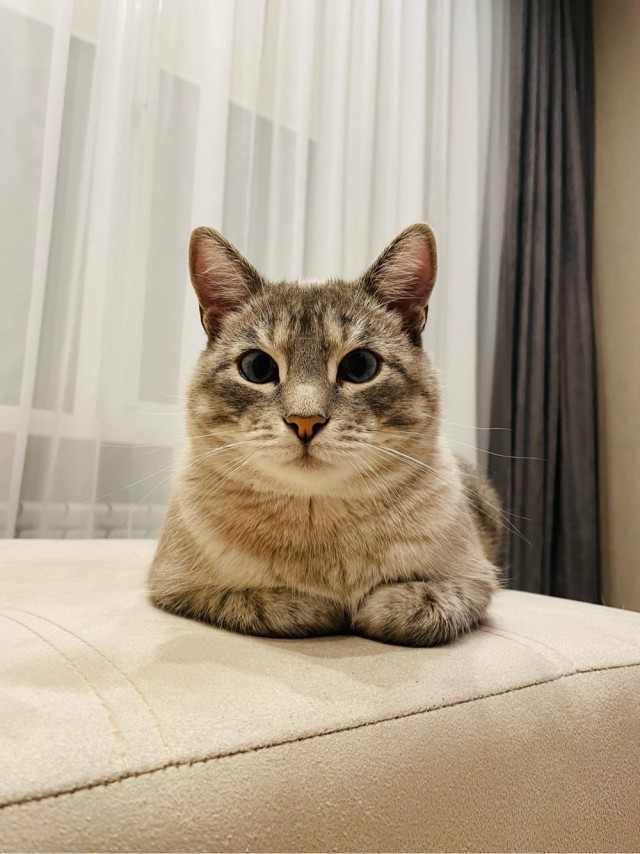 Котовторник ведь начался!