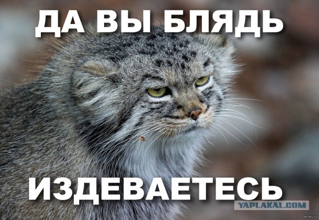 Кормёжка манула