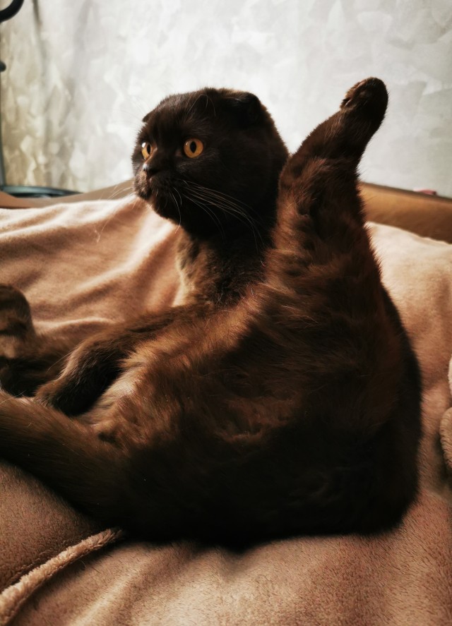 И снова день кошачий!