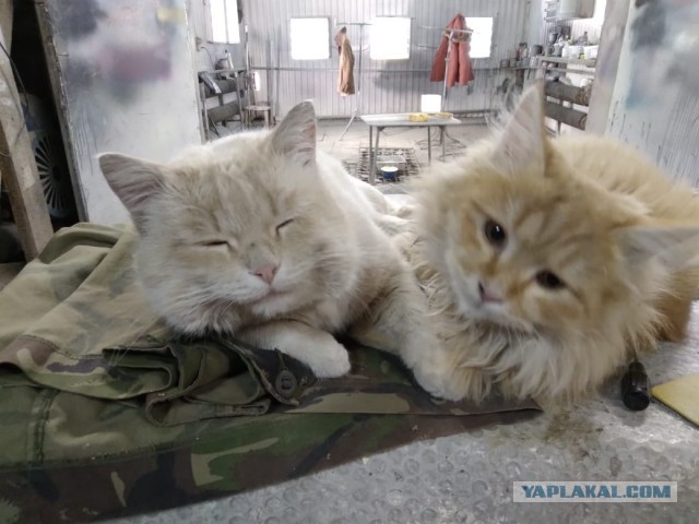 К нам пришел косоглазый кот