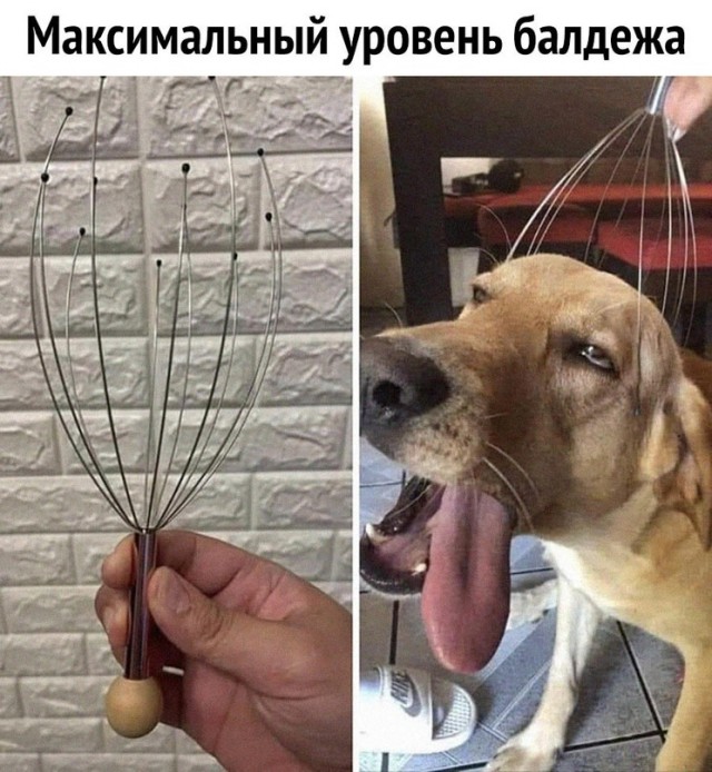 Весёлый полтишок 01.09.22