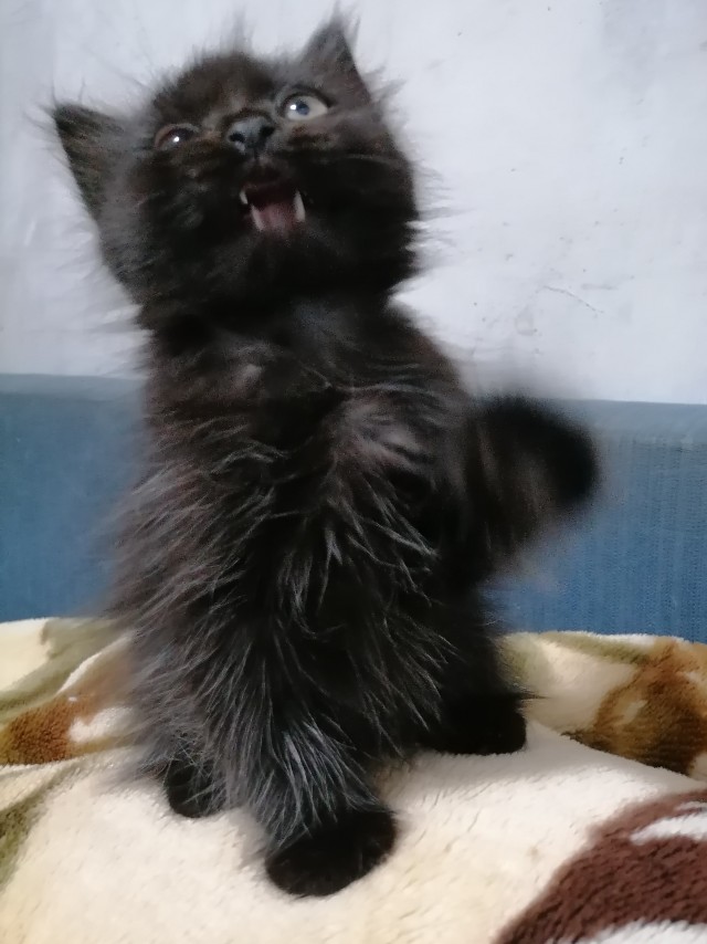 На котовторник