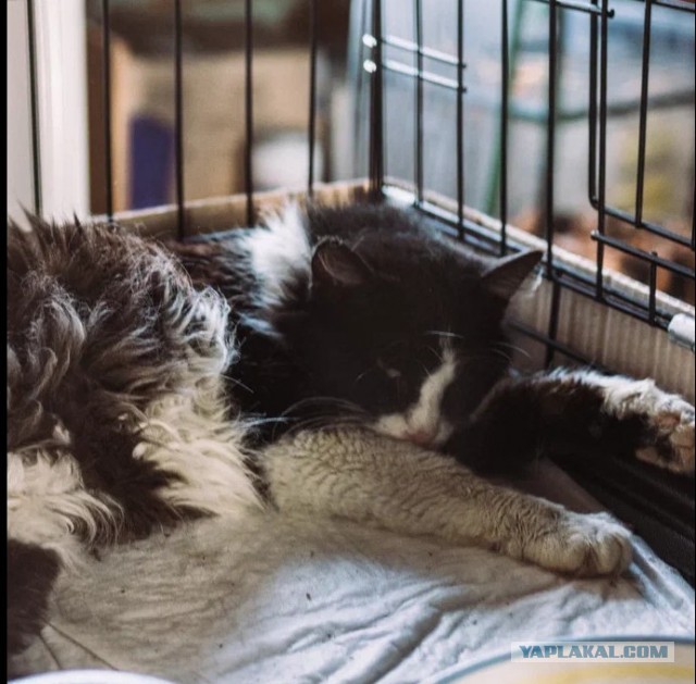 Фронтовые котейки просят о помощи