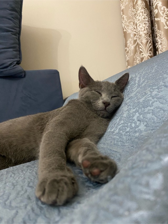 Вторник, ваши коты и кошки в студию