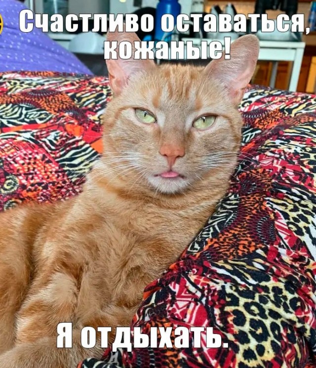 Кот с побритой головой мем ЯПлакалъ - Архив от 23.11.2022