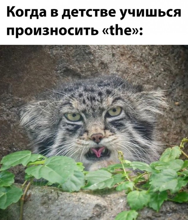 Картинки и мемы для настроения - 133