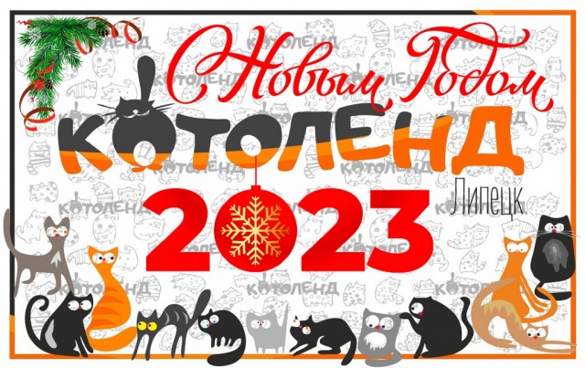 Жизнь домашнего приюта "Котоленд" 369