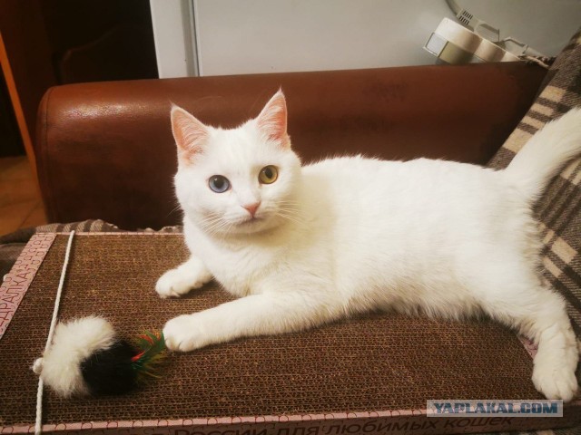 Коточетверг!